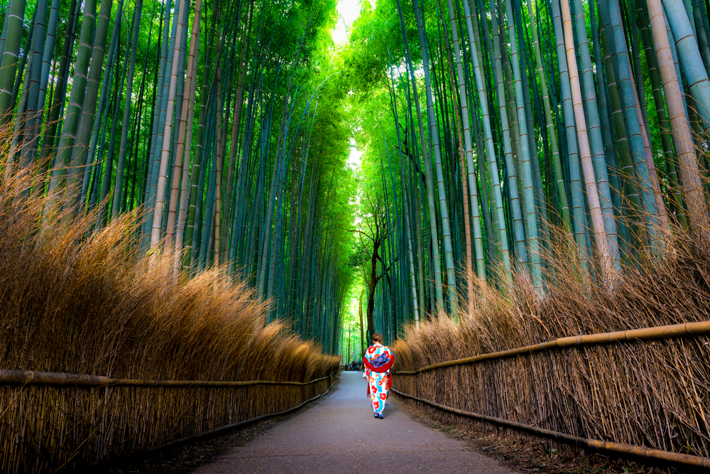 Kyoto, la foresta di Bambù
